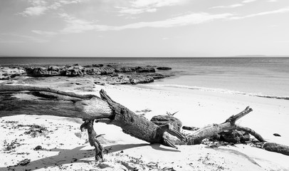 Black and white picture of  White sand beach near Jervis Bay in Australia