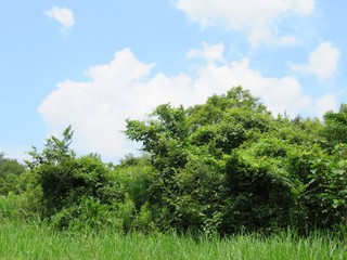 Obraz premium 日本の田舎の風景 7月 山の木々