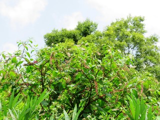 Fototapeta na wymiar 日本の田舎の風景　7月　野の花　ヤマゴボウ