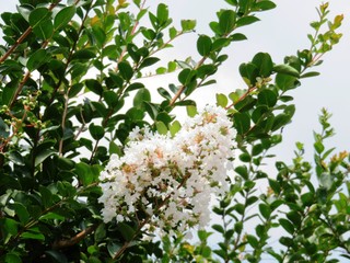 日本の田舎の風景　7月　花　サルスベリ