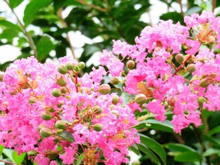 日本の田舎の風景　7月　花　サルスベリ