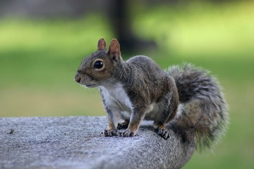 squirrel in the park