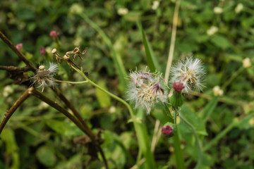 Um Passeio pela fazenda, desbravando a natureza