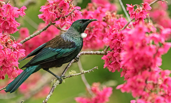 Tūī in springtime