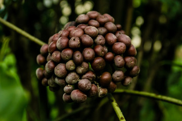 Um Passeio pela fazenda, desbravando a natureza