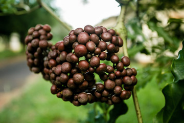 Um Passeio pela fazenda, desbravando a natureza
