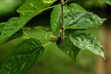 Um passeio pela fazenda