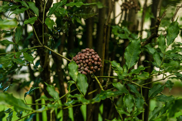Um passeio pela fazenda