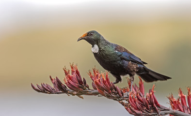 Tūī on flax