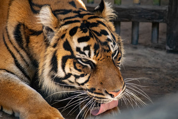 Captive Malayan tiger in a United States zoo. 