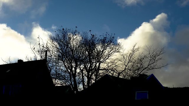 Flock of silhouette birds sitting on a tree branches with a blue sky and moving clouds in background