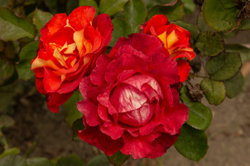 Rosas. Flores de jardín. Flores que evocan amor y amistad. Recursos gráficos muy usados en el Día de la Madre, San Valentín y para ocasiones especiales. 