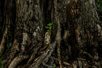 Um passeio pela fazenda