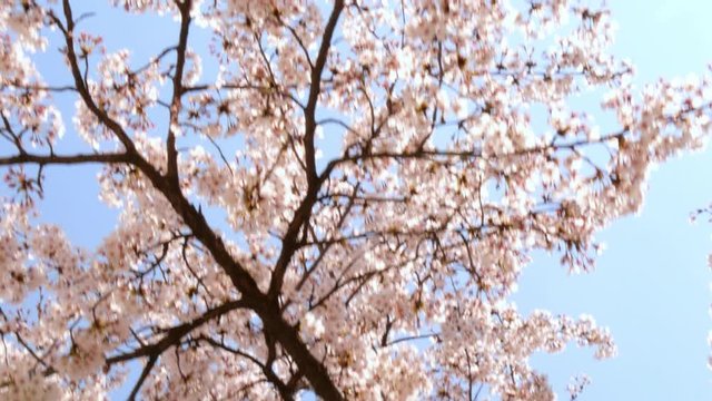 It is the image of cherry blossoms swaying in the wind.