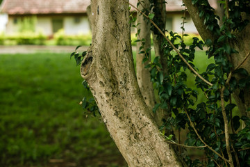 Um passeio pela fazenda