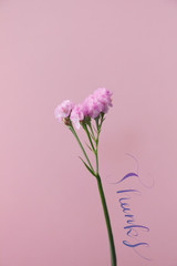 [Thanks]ピンクのスターチス(リモニウム・ハナハマサジ)の写真