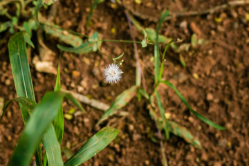 Um passeio pela fazenda