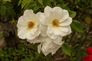 Rosas. Flores de jardín. Flores que evocan amor y amistad. Recursos gráficos muy usados en el Día de la Madre, San Valentín y para ocasiones especiales. 