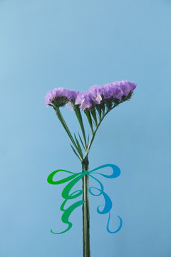 [リボンのイラスト]紫のスターチス(リモニウム・ハナハマサジ)の写真