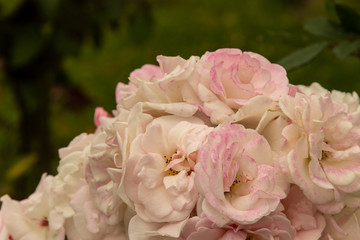 Rosas. Flores de jardín. Flores que evocan amor y amistad. Recursos gráficos muy usados en el Día de la Madre, San Valentín y para ocasiones especiales. 