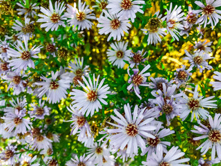 Obraz premium Floral background of lilac flowers of autumn aster.