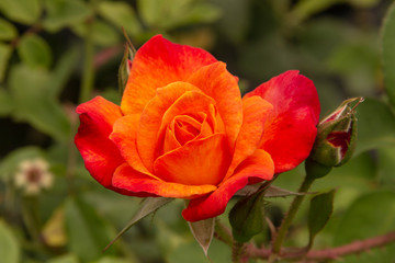 Rosas. Flores de jardín. Flores que evocan amor y amistad. Recursos gráficos muy usados en el Día de la Madre, San Valentín y para ocasiones especiales. 