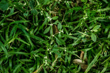 Um passeio pela fazenda