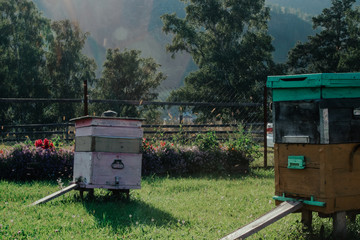 Beehives in a field