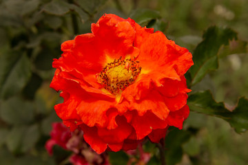 Rosas. Flores de jardín. Flores que evocan amor y amistad. Recursos gráficos muy usados en el Día de la Madre, San Valentín y para ocasiones especiales. 