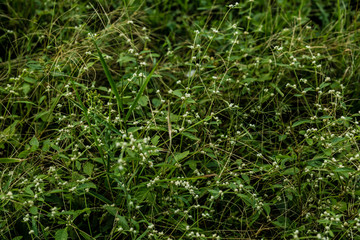 Um passeio pela fazenda