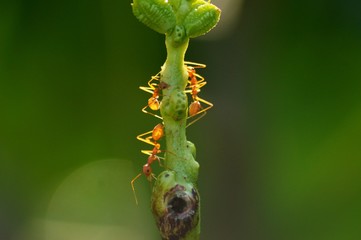 Red ants on long yard bean plant with green blurred background