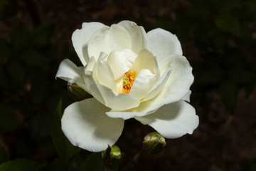 Obraz premium Rosas. Flores de jardín. Flores que evocan amor y amistad. Recursos gráficos muy usados en el Día de la Madre, San Valentín y para ocasiones especiales. 