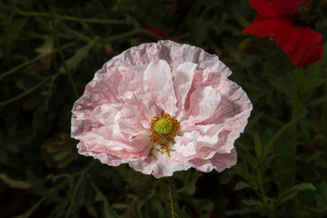 Amapola rosada. Flores de jardín. Un conjunto de flores o flores individuales que evocan amor y...