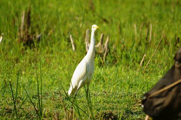 great white heron ardea cinerea