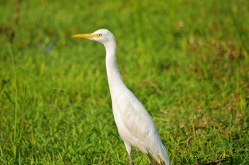White heron in paddy field with blurred background.