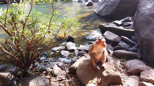 The monkey on the rock.