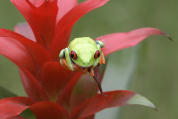Red-eyed Green Tree Frog on Tropical Plant