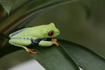 Red-eyed Green Tree Frog on Tropical Plant