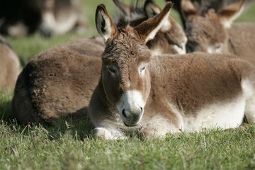 Miniature Mediterranean donkey on a farm
