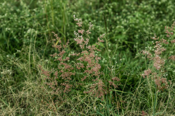 Natureza Silvestre, um passeio pelo campo