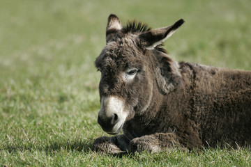 Fototapeta premium Miniature Mediterranean donkey on a farm