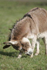 Miniature Mediterranean donkey on a farm