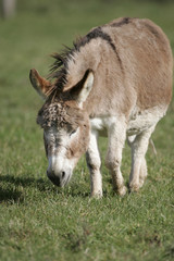 Naklejka na ściany i meble Miniature Mediterranean donkey on a farm