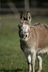 Miniature Mediterranean donkey on a farm