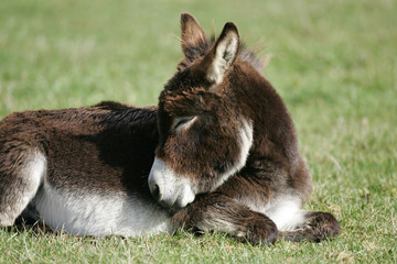 Miniature Mediterranean donkey on a farm