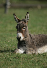 Miniature Mediterranean donkey on a farm