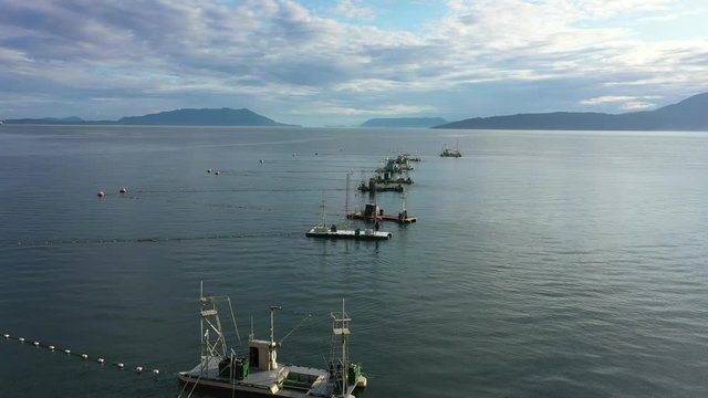 Flying  Over The Historic Reefnet Salmon Fishery of Lummi Island, Washington. Drone video view of the reefnet salmon fishing boats that provide sustainable and environmentally friendly nutrition. 