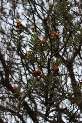 Orange flowers  and dark green leaves on a tree
