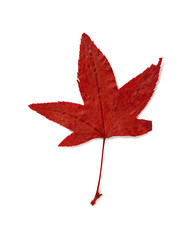 5-blade red maple leaf on a white background