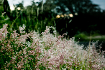 Natureza Silvestre, um passeio pelo campo